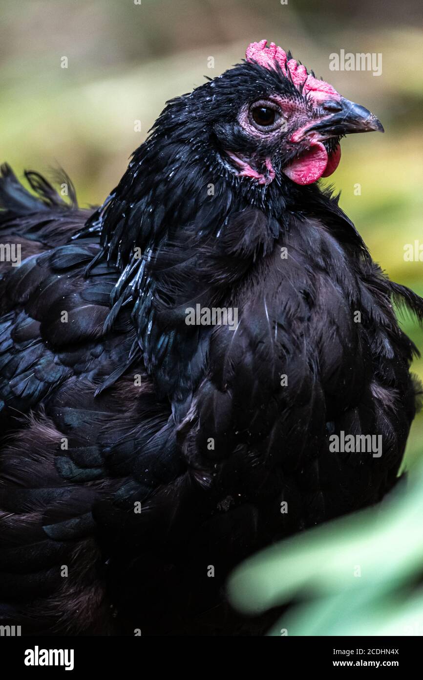 Black Australorp House Chicken (Gallus gallus domesticus) Stock Photo