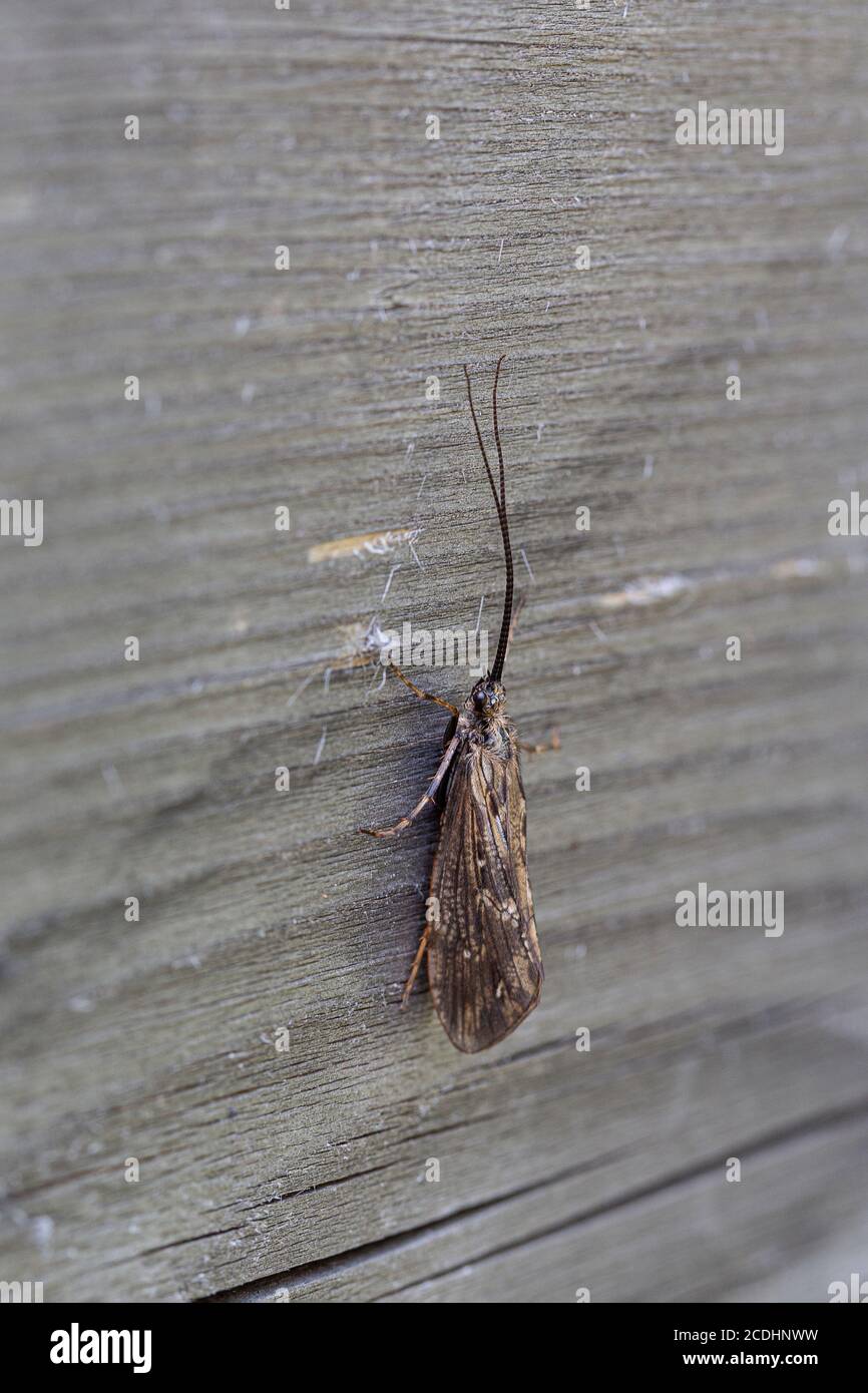 Giant casemaker caddisfly hires stock photography and images Alamy