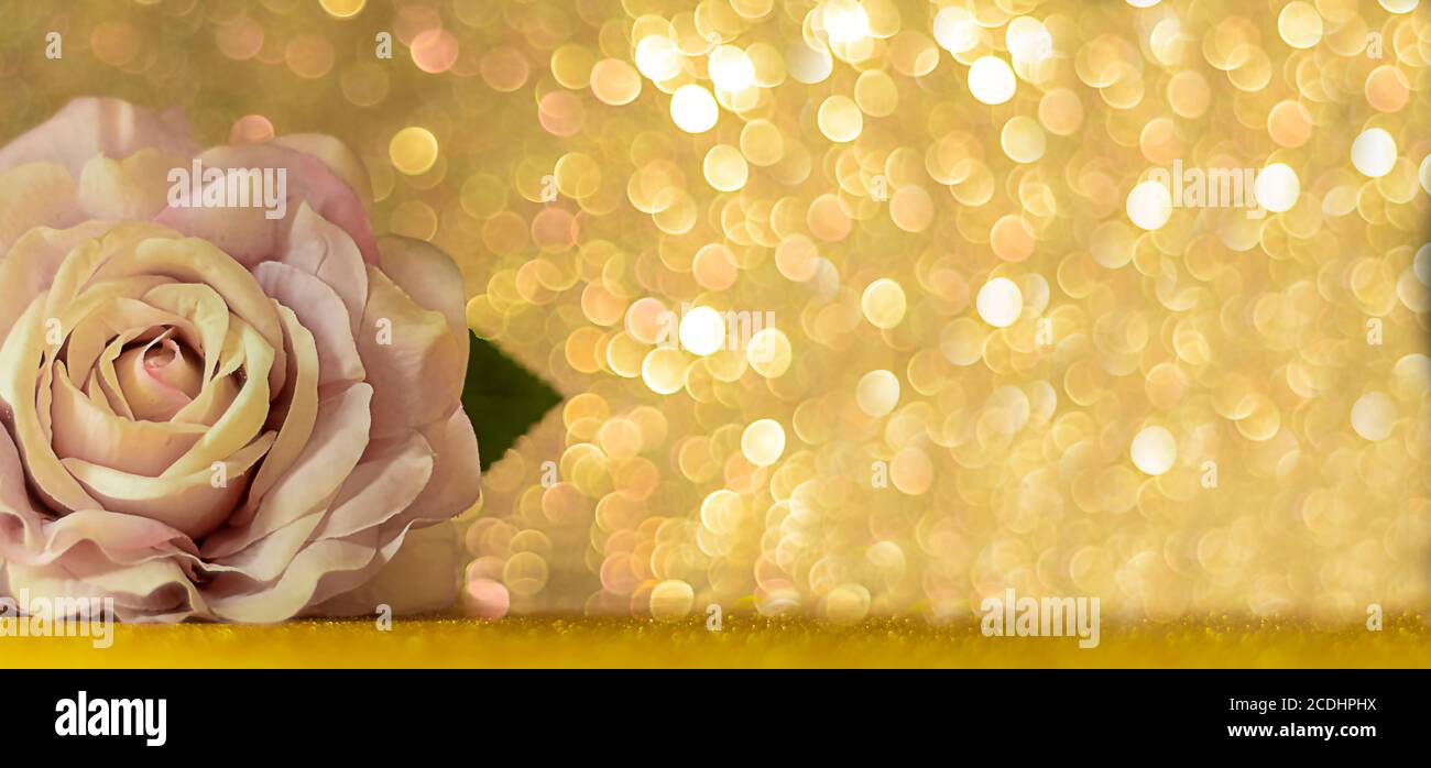 Rose on blurred bokeh background. Blurred abstract holiday background. Banner Stock Photo