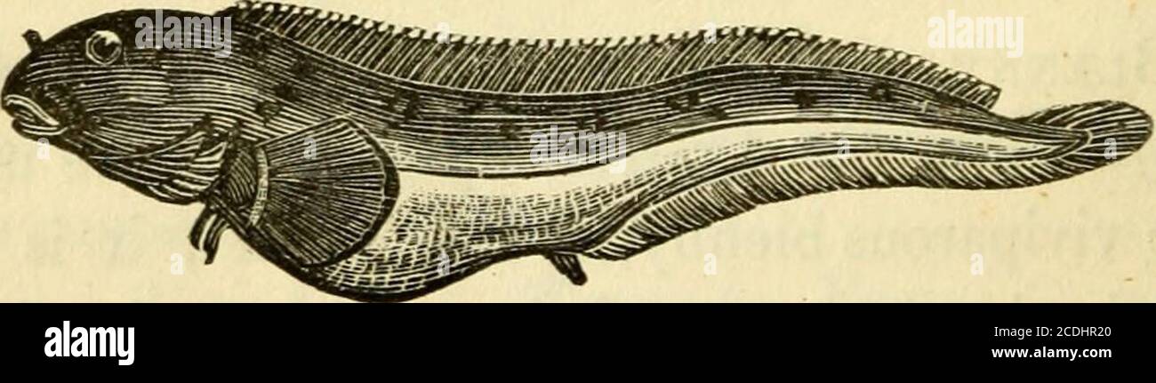 . Natural history of the fishes of Massachusetts, embracing a practical essay on angling . the gadus family,where, in this dilemma, we have unluckily placedit. Linnaeus has a distinct genus, hlennius, butthe individual now being described, a well markedrepresentative of the family, as they are found inthis state, does not precisely accord with the de-scriptions of the blenny by English writers. On looking over that splendid series of Germanlithographic plates of fishes, by Dr Strach, 1828,14 210 GADITES. an exact figure even to the coloring, was noticed,which truly exhibits the blenny of the h Stock Photo