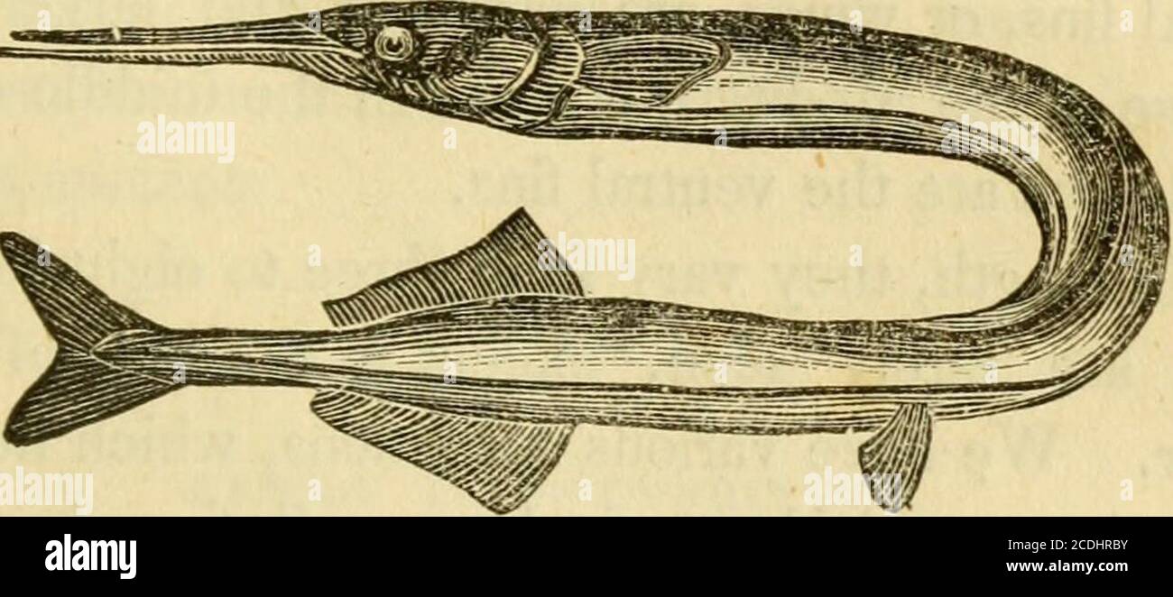 . Natural history of the fishes of Massachusetts, embracing a practical essay on angling . apprised him by itscries, and made straight for the bank, where hestood ready to assist in securing it. In this curiousmanner, he seldom failed of replenishing his bas-ket and enjoying additional sport, with far lesstrouble than required by the usual method. „ GEN. BELONE. Sea-Pike, — Esox Belone. This is known bythe name of spit-fish, and gar-fish, but in NewEngland, particularly, as the bill-fish, in allusion toits long snout. Occasionally, sea-pike have been found on thebeaches two feet and a half in Stock Photo