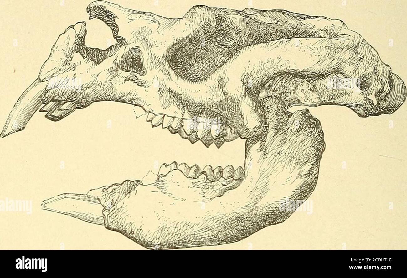 Diprotodontidae hires stock photography and images Alamy