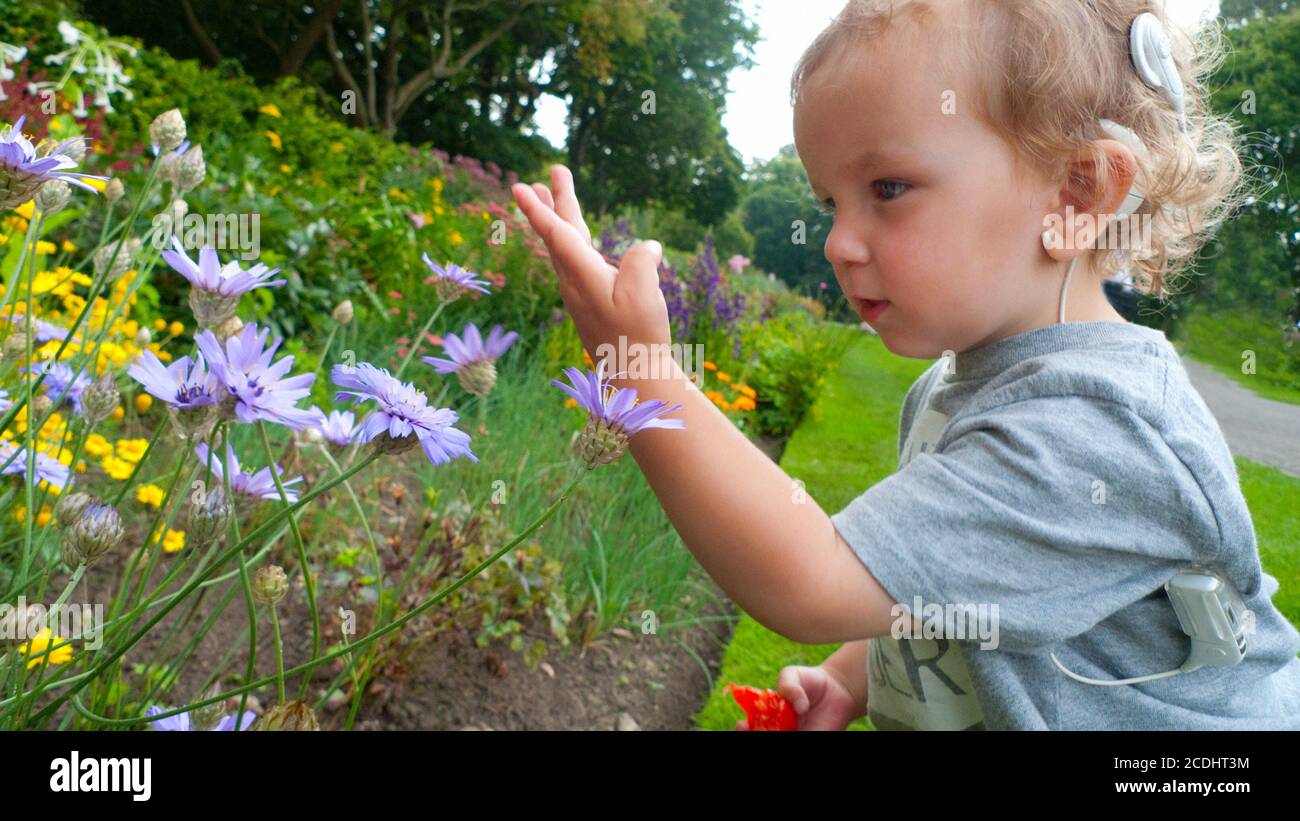 Deaf toddler child cochlear implant using sense of touch sight to admire beautiful cornflowers in summer garden park Cardiff Wales UK  KATHY DEWITT Stock Photo