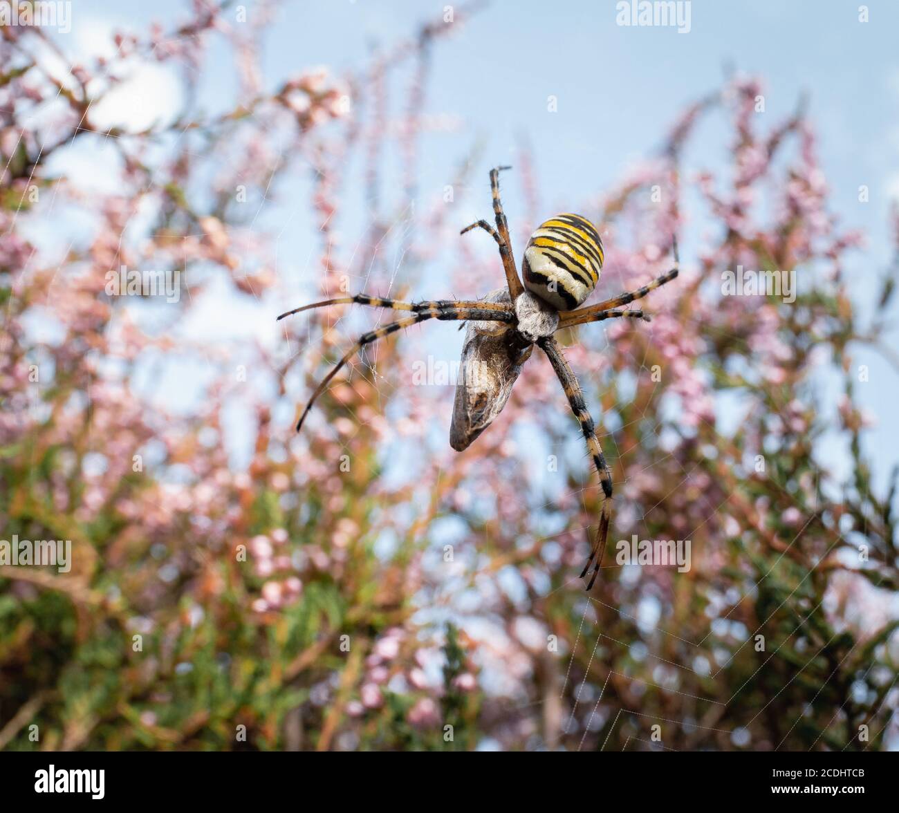 A wasp spider (Argiope bruennichi) wraps up its latest catch on its web between the heathers Stock Photo