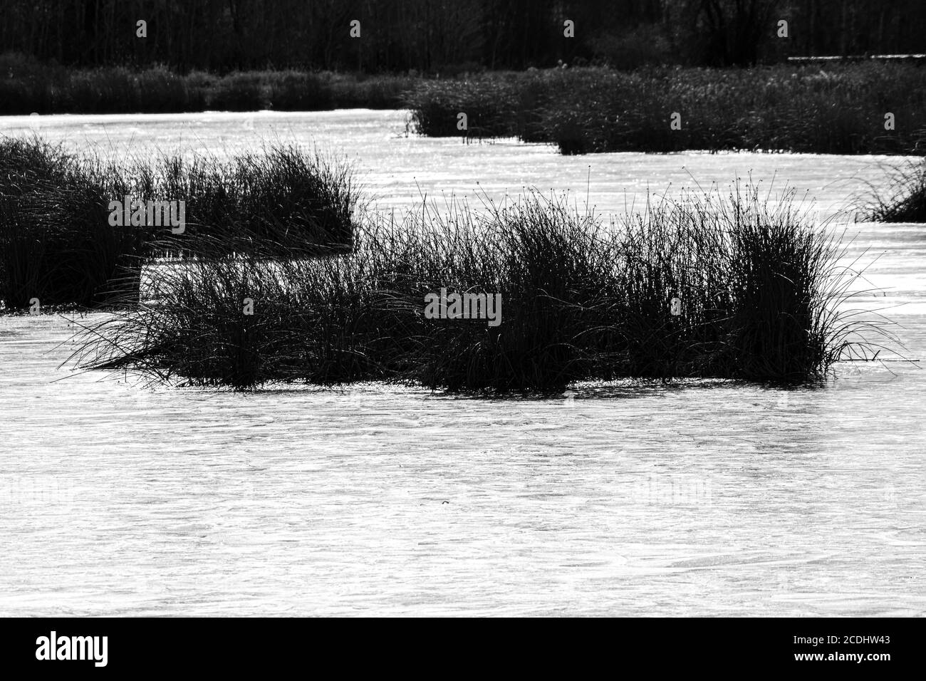 Frozen Lake in November, Turnbull Wildlife Refuge, WA Stock Photo