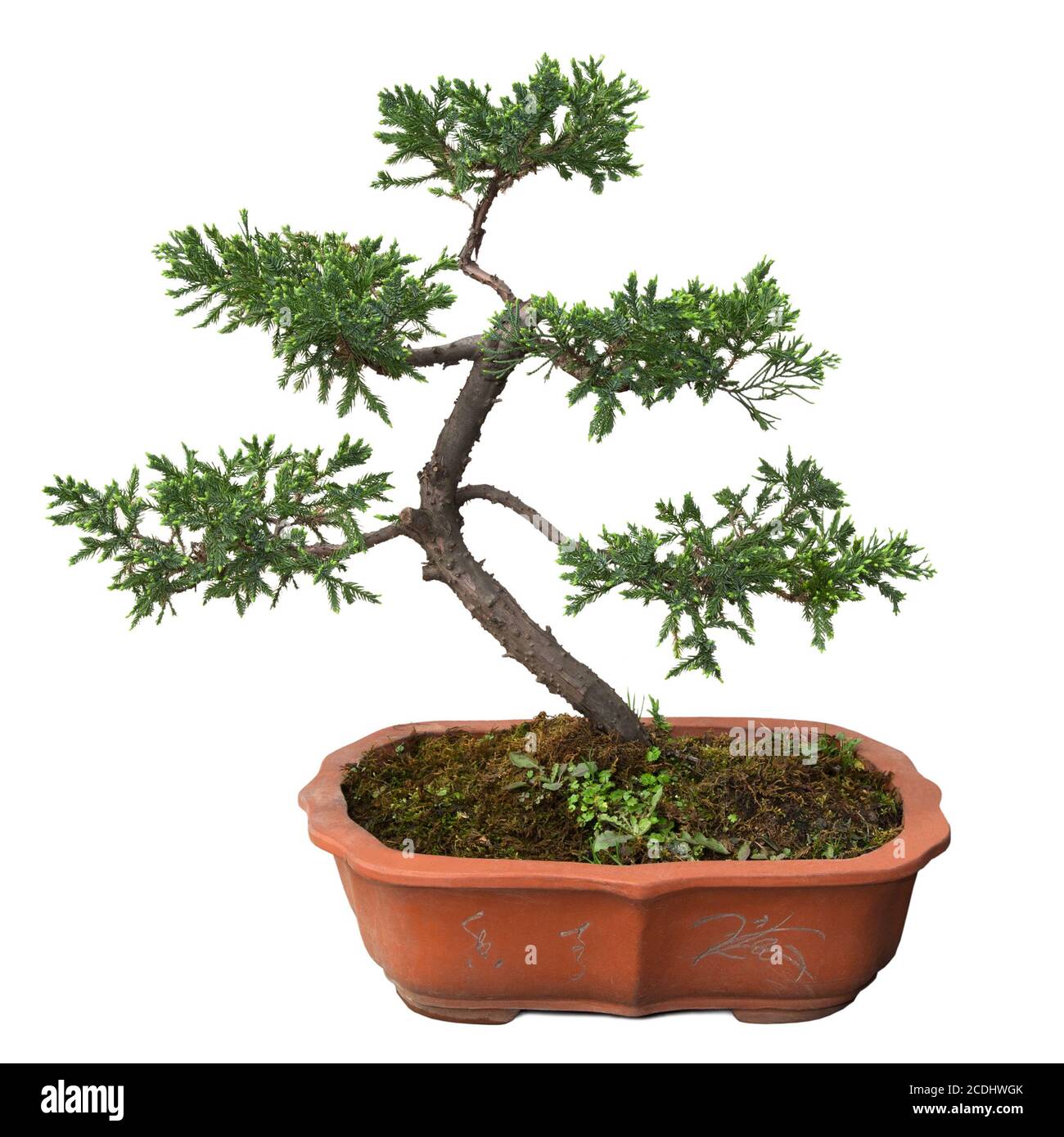 chinese bonsai tree Stock Photo Alamy