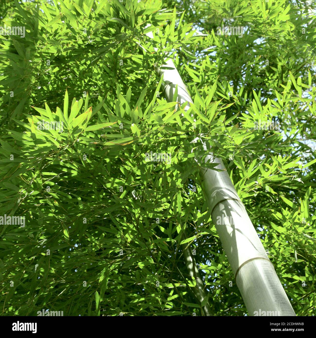 detail of the bamboo forest Stock Photo Alamy