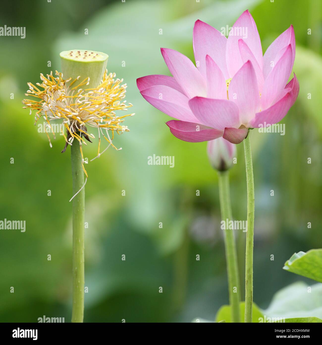 lotus and seedpod Stock Photo