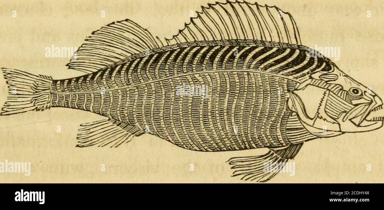 Natural history of the fishes of Massachusetts, embracing a practical essay on angling . n, there are pieces of what the books term in-tervertebral substance, resembling in shape a common sun-glass, Natural history of the fishes of Massachusetts, embracing a practical essay on angling . n, there are pieces of what the books term in-tervertebral substance, resembling in shape a common sun-glass,