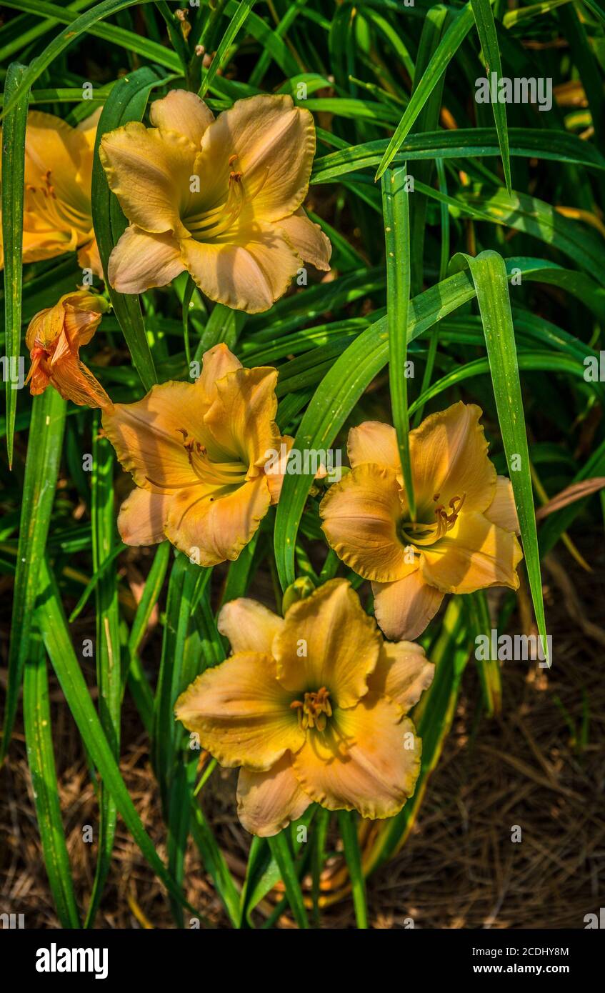 A cluster of vibrant peach color daylilies with ruffles surrounded by the foliage on a bright sunny day in summertime Stock Photo