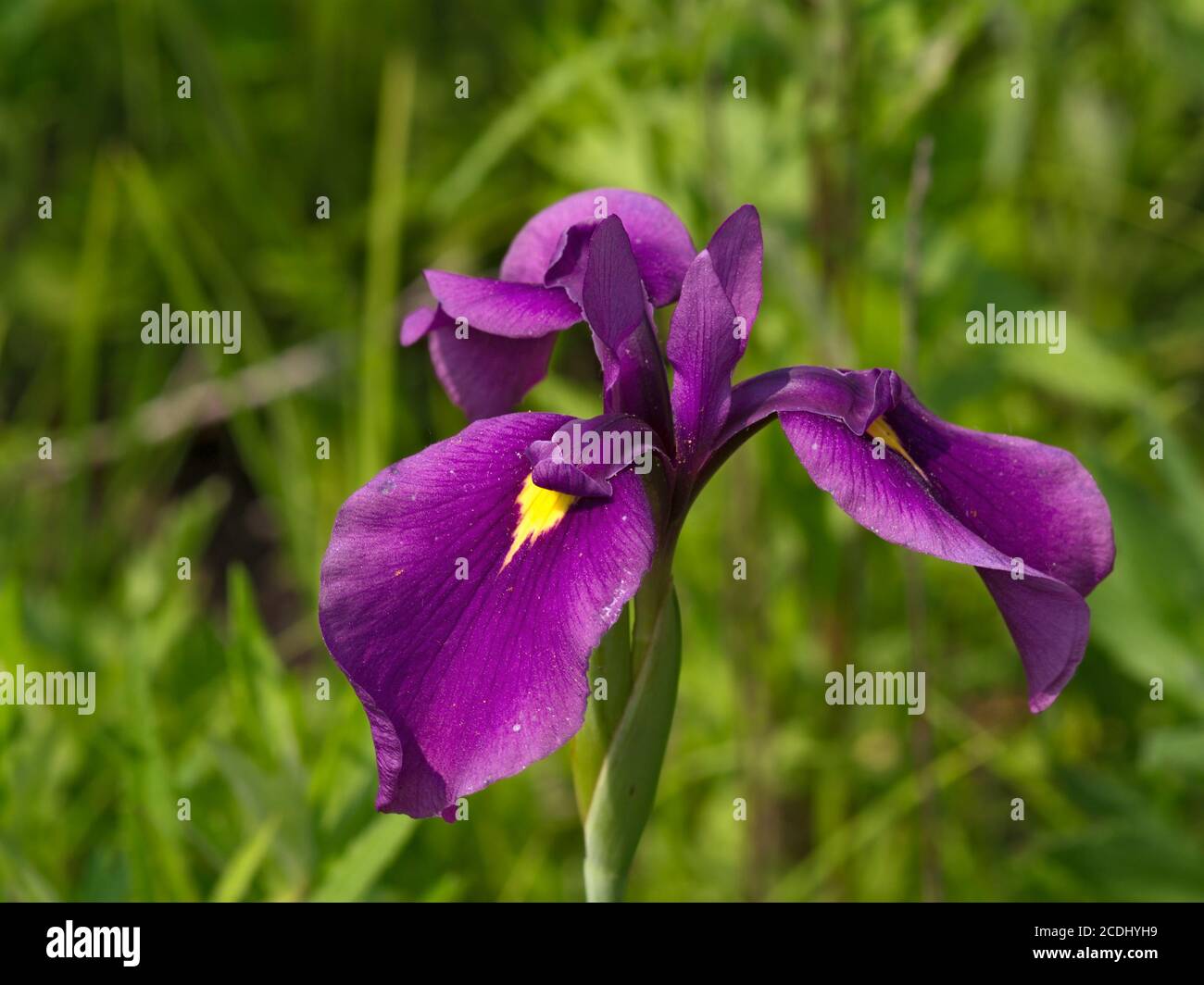 Iris flower largely Stock Photo