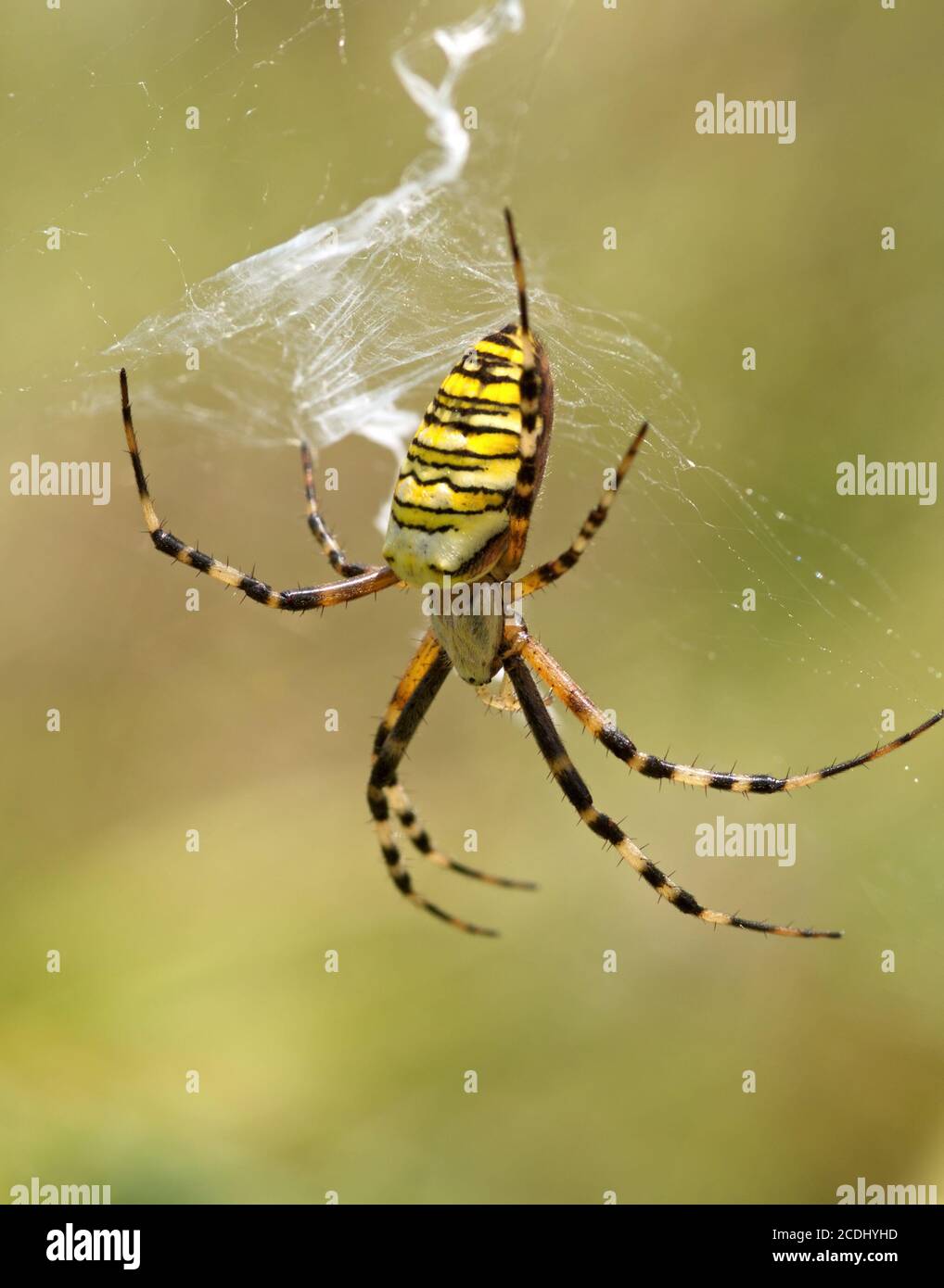 Striped yellow spider on a web Stock Photo