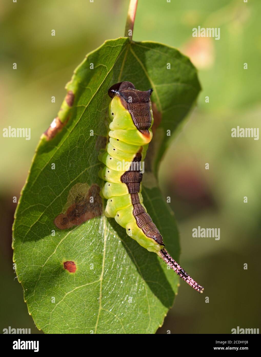 Green large caterpillar on a leaf Stock Photo