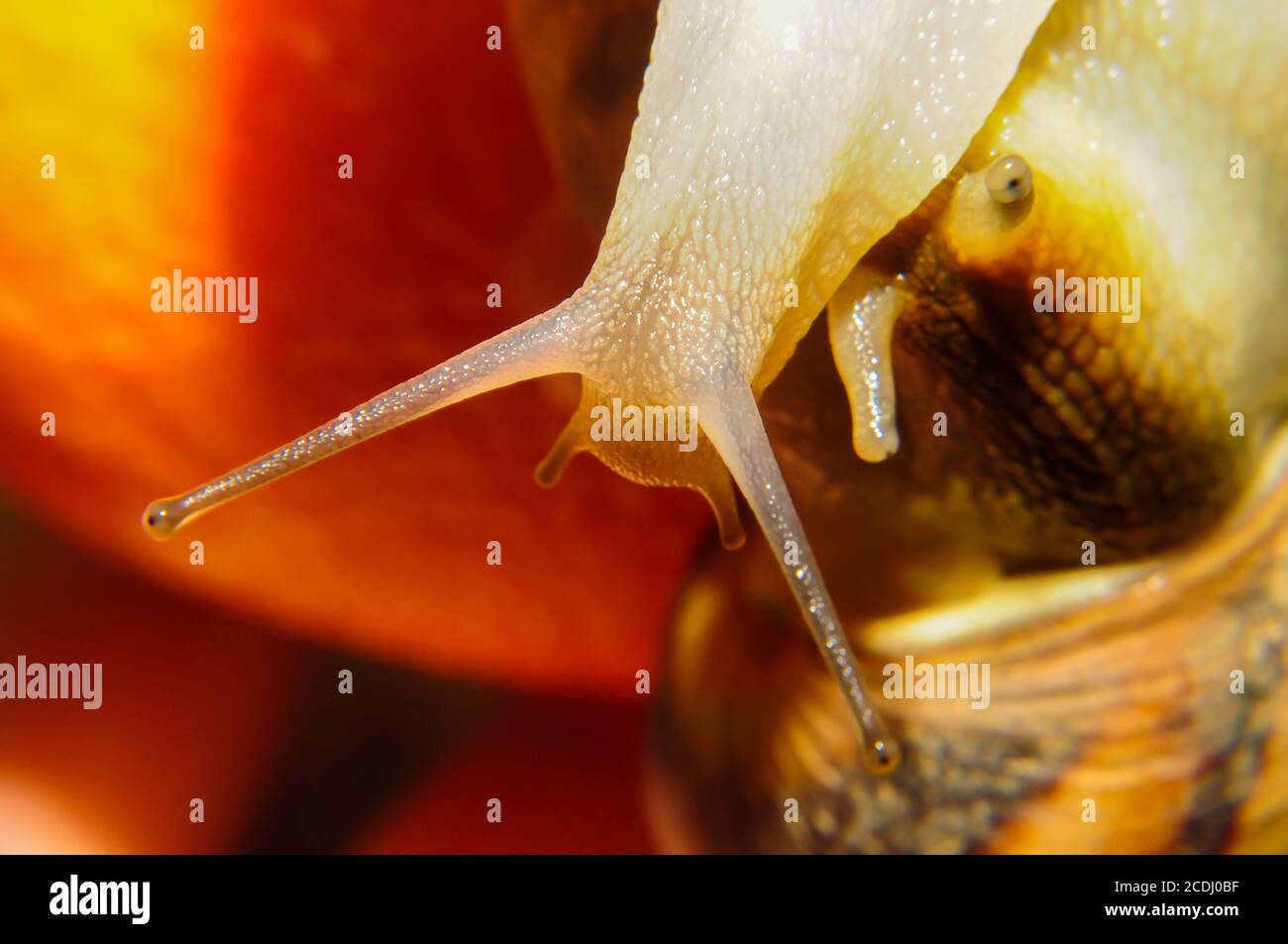 Tentacle animals hires stock photography and images Alamy