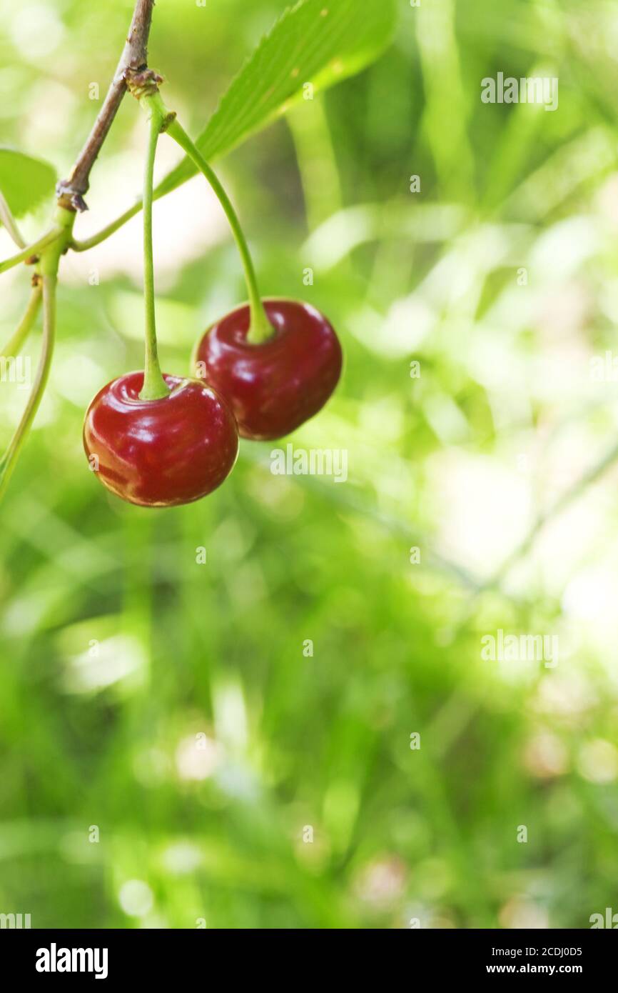 two cherry on a background of green vegetation Stock Photo