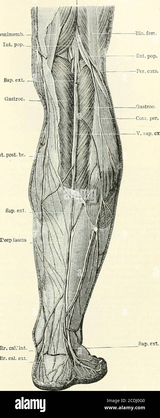 Internal Legs Internalview hi-res stock photography and images - Alamy