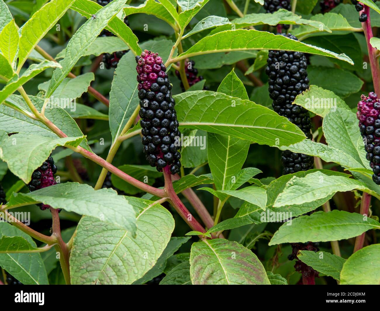 Black and red berries and green leaves of Indian pokeweed, Phytolacca acinosa Stock Photo