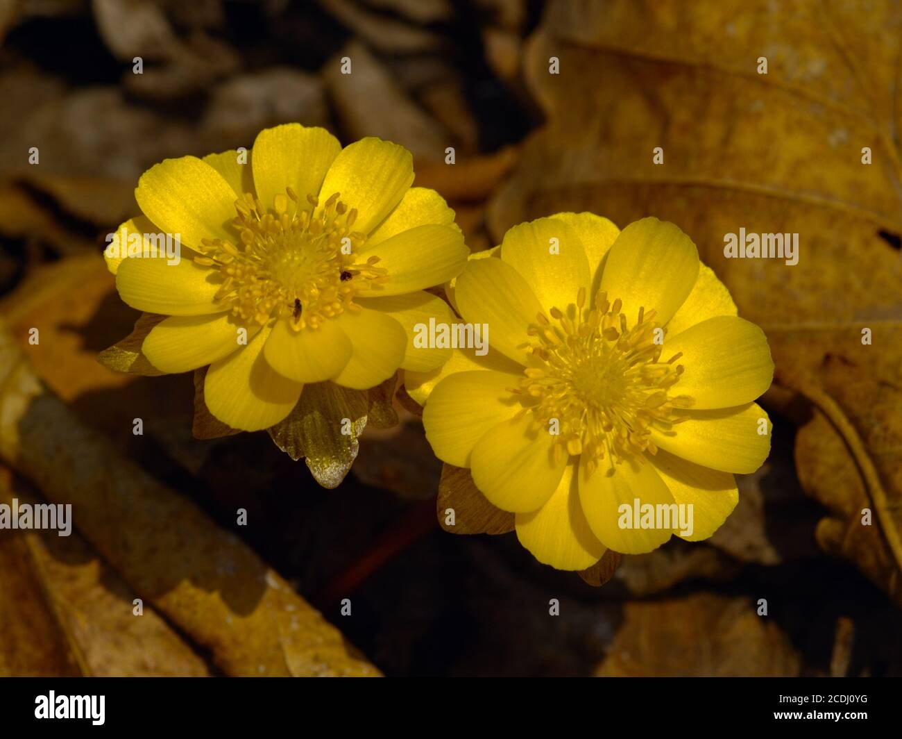 The Spring flower Adonis amurensis Stock Photo