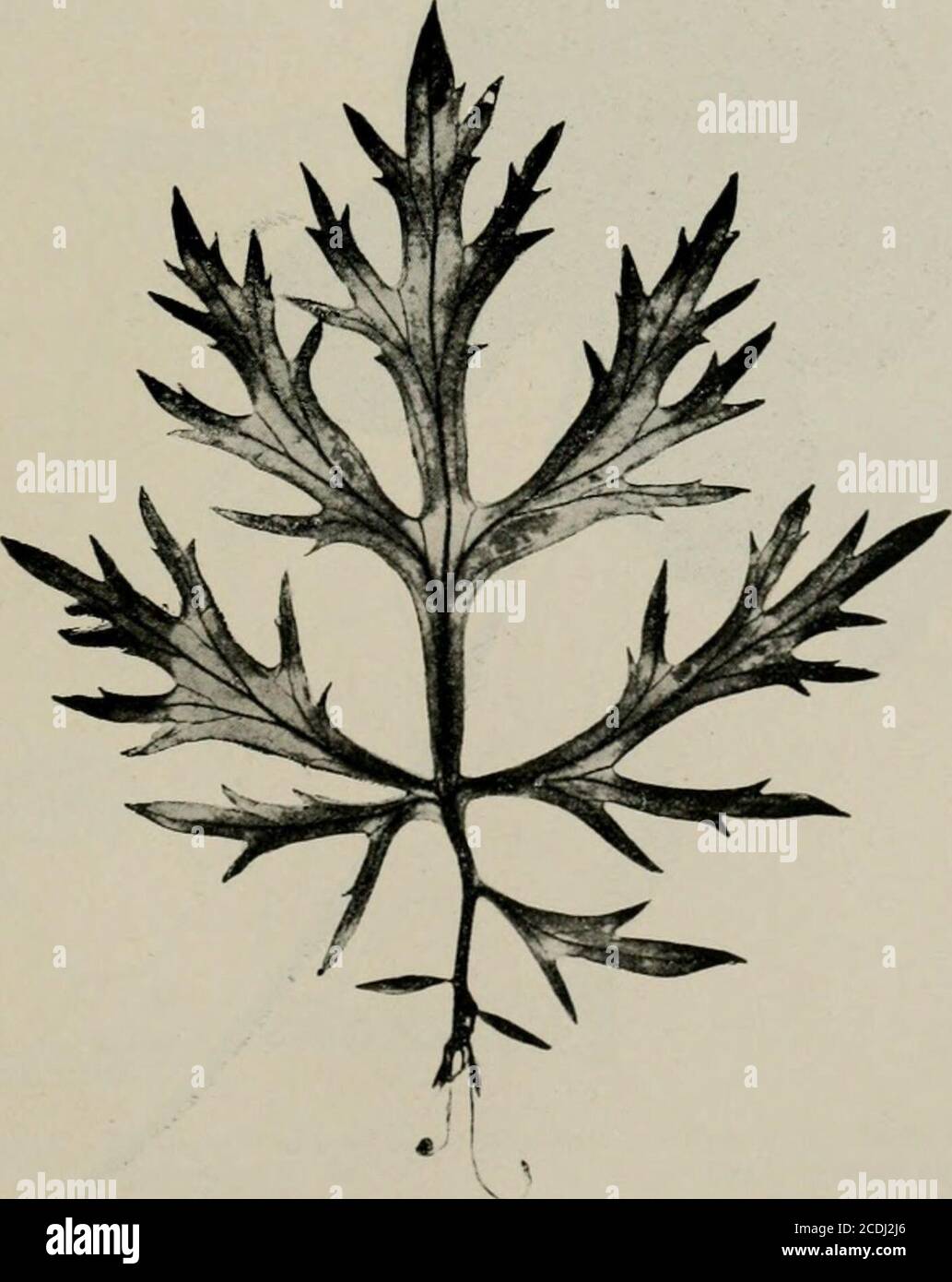. The microscopy of vegetable foods, with special reference to the detection of adulteration and the diagnosis of mixtures . Fio. 539. Tarragon {Artemisia li&lt;.. 540. Tarragon. Eijidemiis of leaf in suii uc view.Dracumtilus). Leaf, natural (.^ioELLKR.) size. (MoKi.i.KK.) are smooth. The cells arc isodiamclric with sinuous walls, or elongatedwith straight walls. Three or more adjacent cells surround each stoma. TARRAGON. iVORMlVOOD. 619 Mesophyl crystals are absent. Other species of Artemisia are downy-hairy. Each hair is T-shaped,bearing on a short, jointed stalk a long transversely arranged Stock Photo