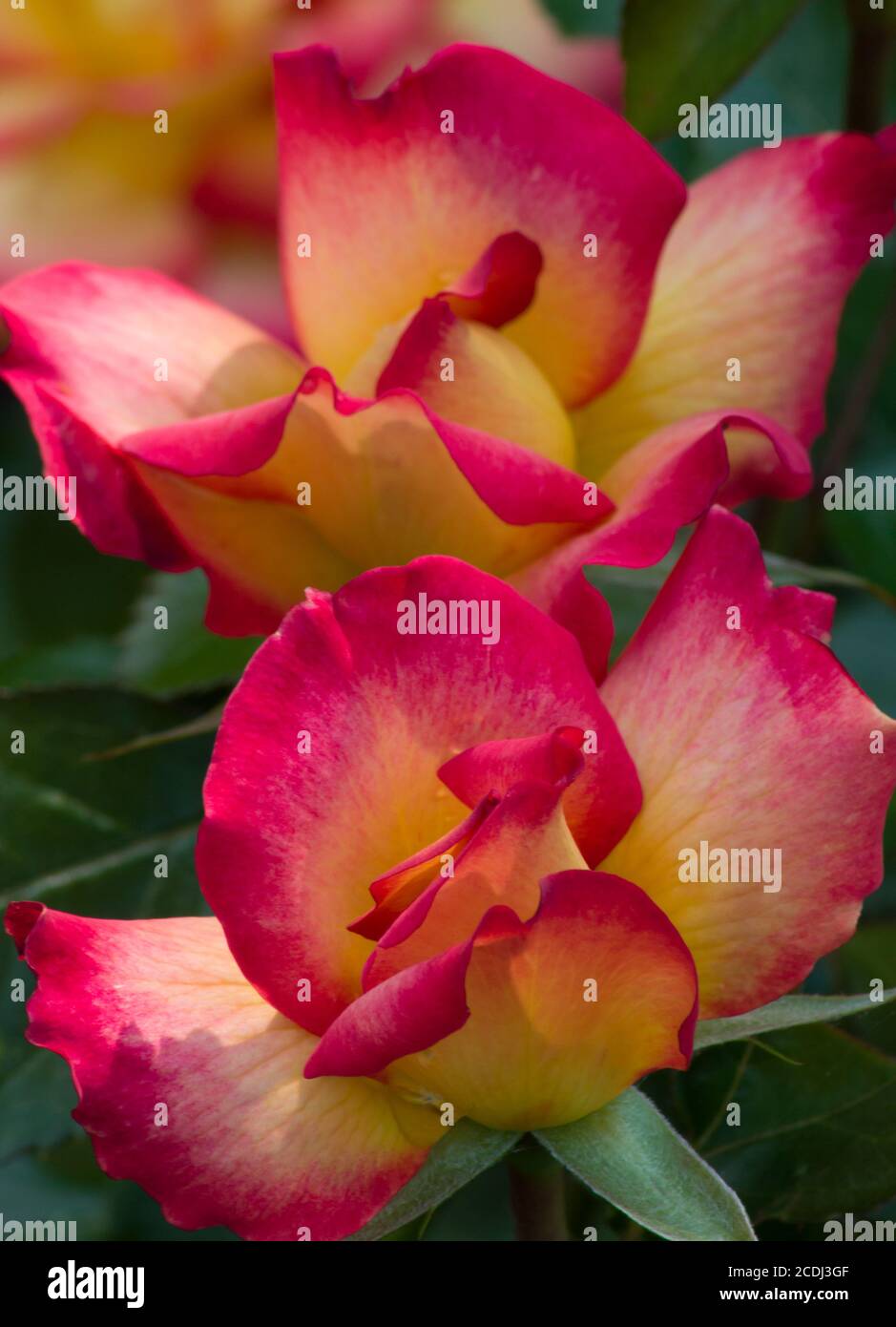 Warm Variegated Roses Stock Photo Alamy