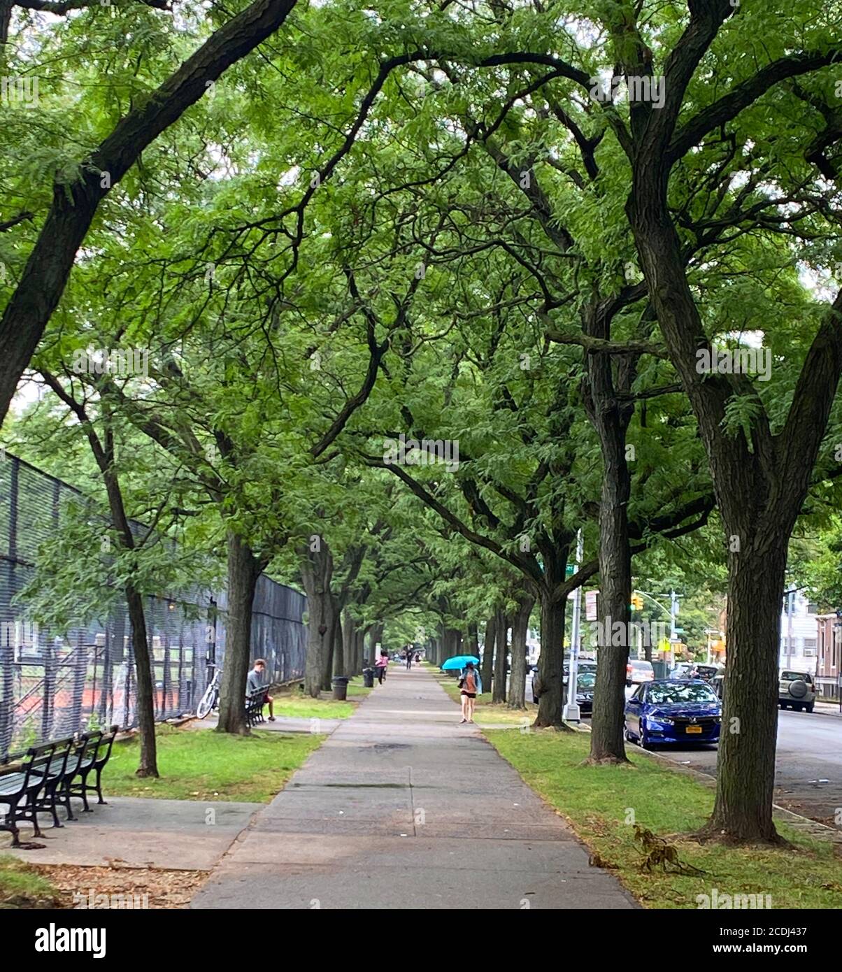 Tree lined sidewalk on Caton Avenue along the Fair Grounds adjacent to