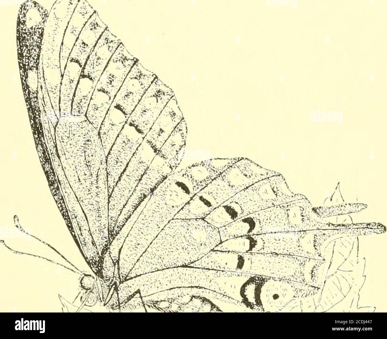 . The life and entomological work of the late Townend Glover, first entomologist of the U. S. Department of Agriculture . re printed for gratuitous distribution. 64. Illustrations | of | North American | Entomology | in the orders of | Coleoptera,Orthoptera, Neiiroptera, Hymenoptera, Lepedoptera | Homoptera and Dip-tera | By Towneud Glover | Washington, D. C. | 1878. The entire set of 273 plates, with names of .species on each plate in every order but Lepe-doptera. Contains, also, arrangement of families, compiled from various authors, ineach order, with alphabetical lists of families and alph Stock Photo