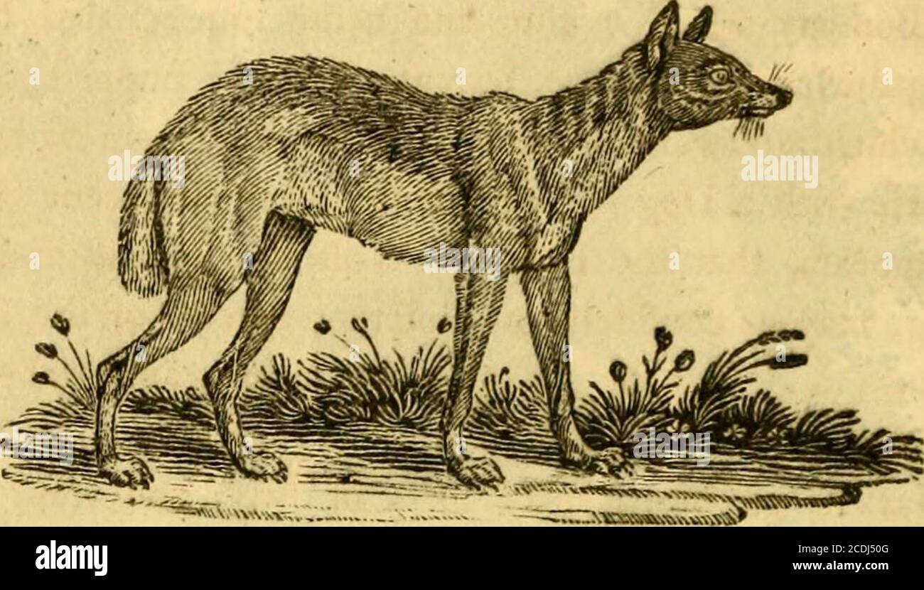 . A general history of quadrupeds : the figures engraved on wood . TttE NEW SOUTH-WALES WOLF, Has been called a Dog; but its wild and favage naturefeems ftrongly to point out its affinity to the Wolf; towhich, in other refpedls, it bears a great refemblance.It neither barks nor growls; but when vexed, erefts thehairs of its whole body like briftles, and appears extreme-ly furious.—It is fond of Rabbits and poultry, which iteagerly devours raw ; but will not touch drefled meat. One of them, fent to this country from Botany-Bay,was extremely nimble •, and fo fierce, as to feize on everyanimal it Stock Photo