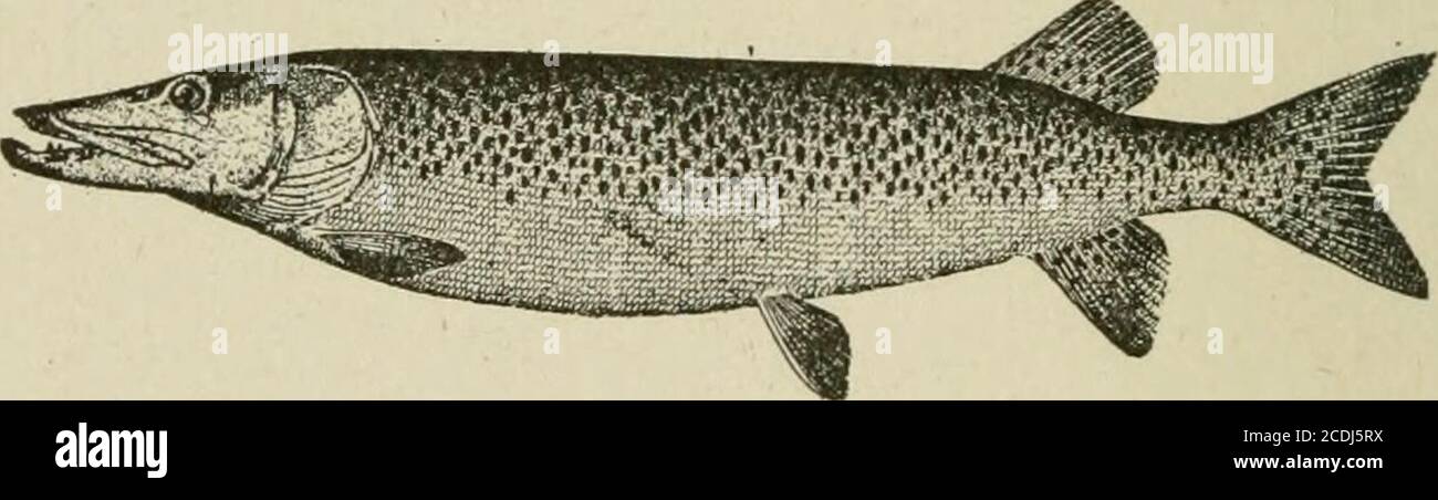 . Fishcraft, a treatise on fresh water fish and fishing . ardson says, with reference to itslocal name and appearance: TheEsquimaux title (Hewlook Powak)denoting wing-like fin, alludes to itsmagnificent dorsal; it was in refer- Fisher aft 67 ence to the same feature that I be-stowed upon it the specific appellationof Signifier, the Standard-bearer, in-tending also to advert to the rank ofmy companion, Captain Bach, thena midshipman, who took the firstspecimen we saw with an artificialfly. In honor of Captain Bach, thegame fish had been named BachsGrayling, as indicated in Dr. Rich-ardsons comm Stock Photo