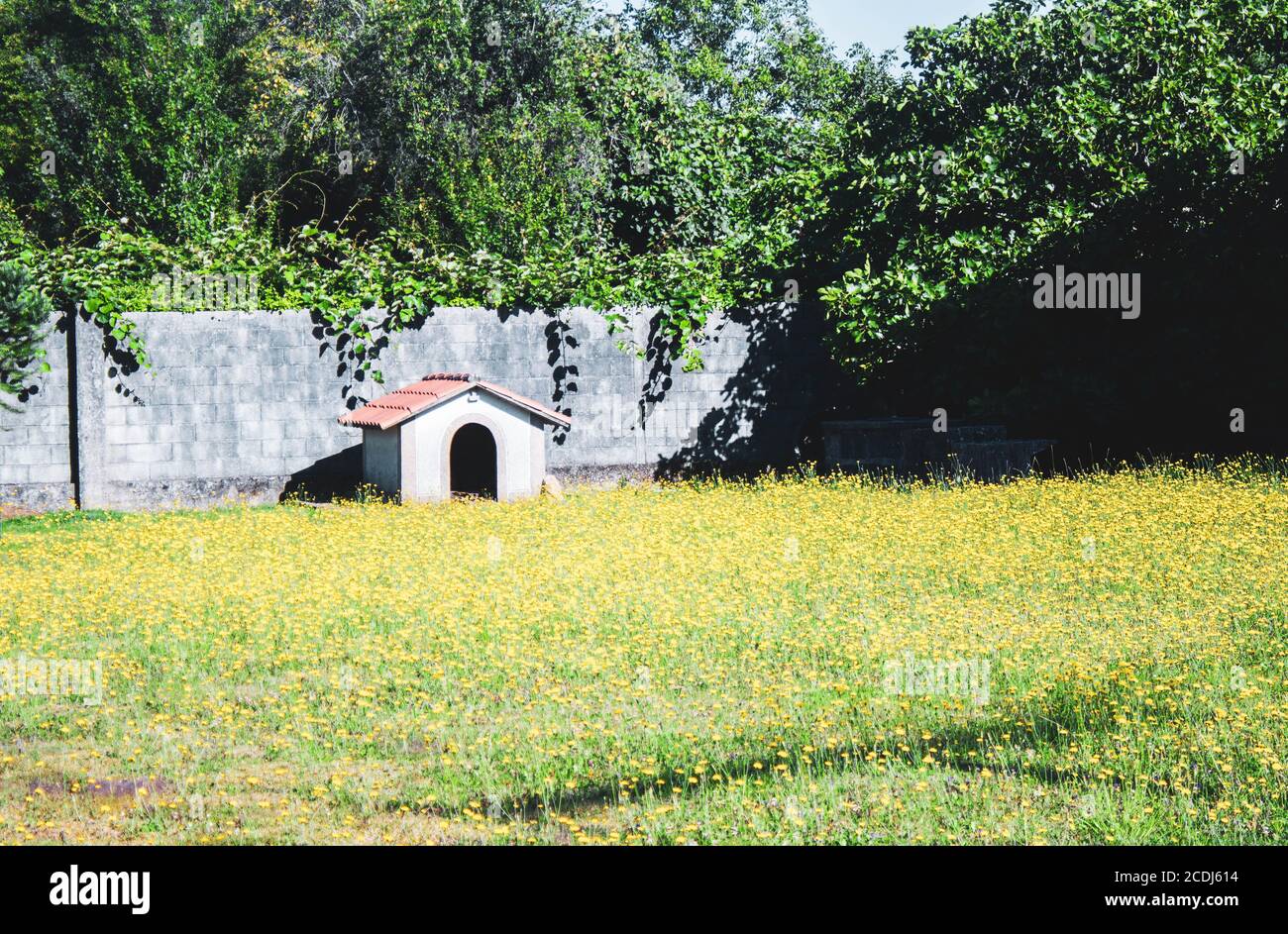 dog house in the middle of the flowery field Stock Photo Alamy