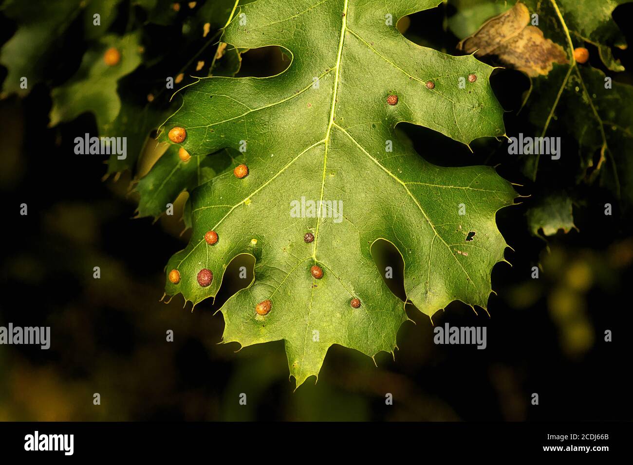 Usually Harmless Bumps on Maple Leaf Stock Photo