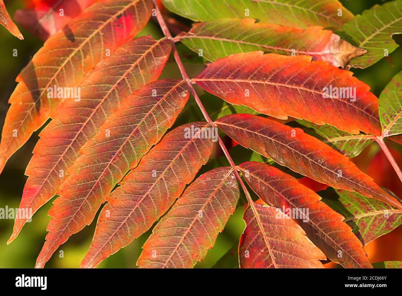 Crimson Red Sumac in Autumn Stock Photo
