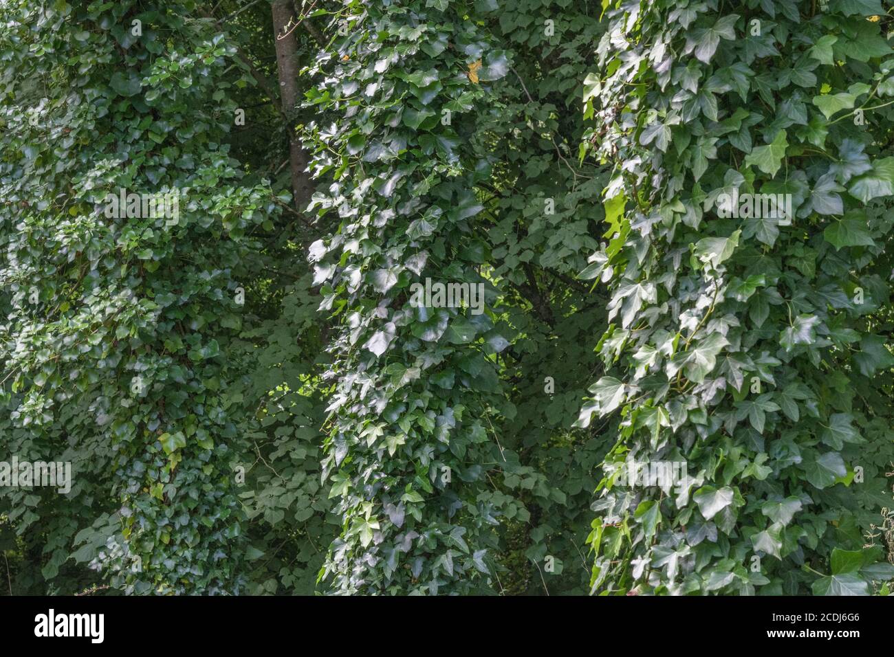 Climbing ivy, Common Ivy / Hedera helix growing up around several large tree trunks. For overgrown by ivy, Hedera helix on tree, medicinal plants. Stock Photo