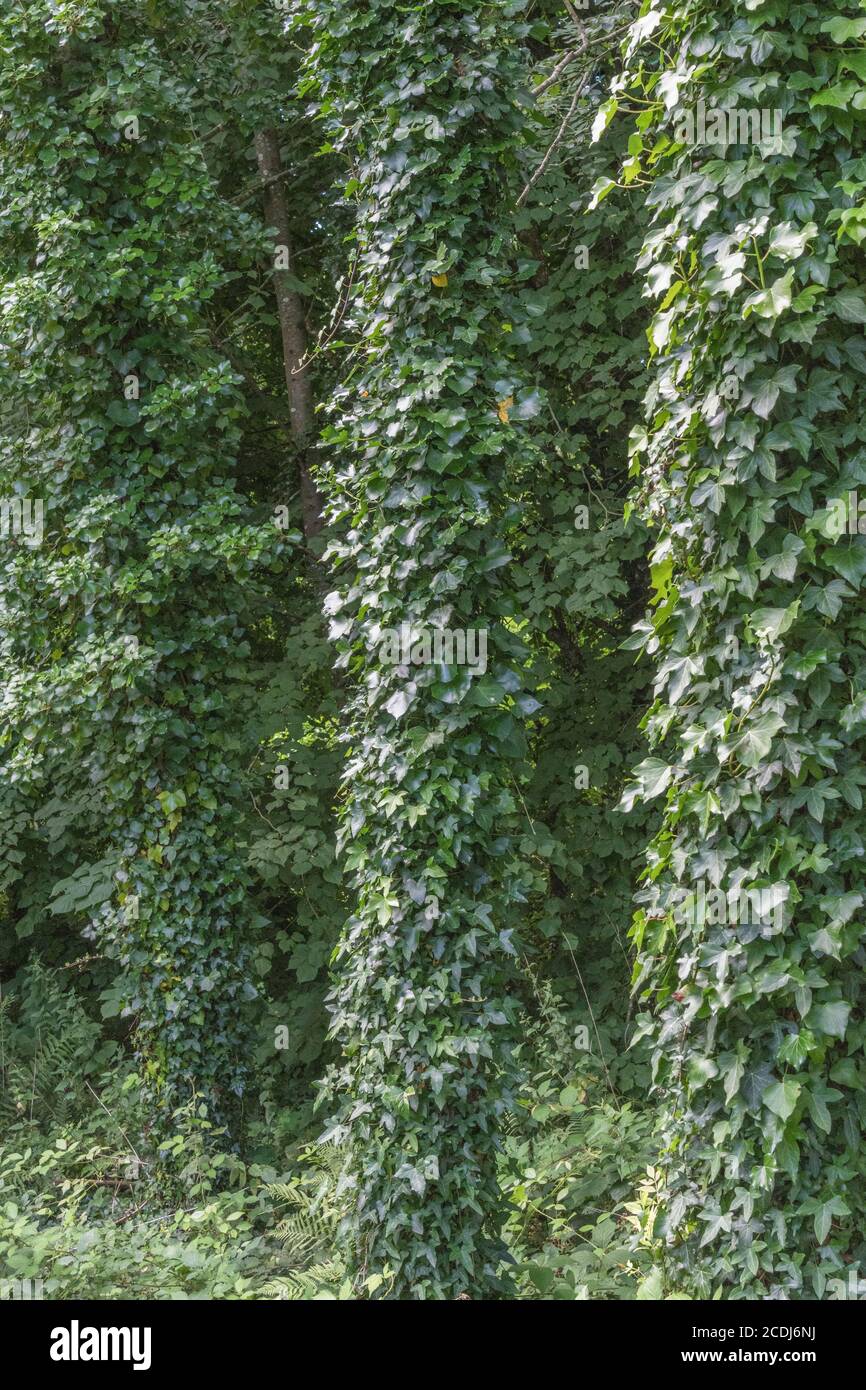 Climbing ivy, Common Ivy / Hedera helix growing up around several large tree trunks. For overgrown by ivy, Hedera helix on tree, medicinal plants. Stock Photo