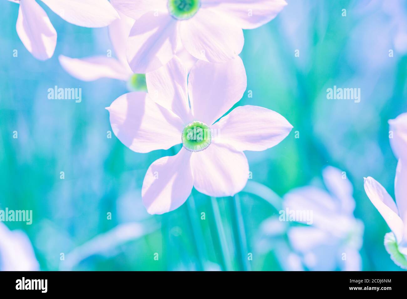 Flowers background. Blooming wild Narcissus plant. Floral spring nature background. Vintage color Stock Photo