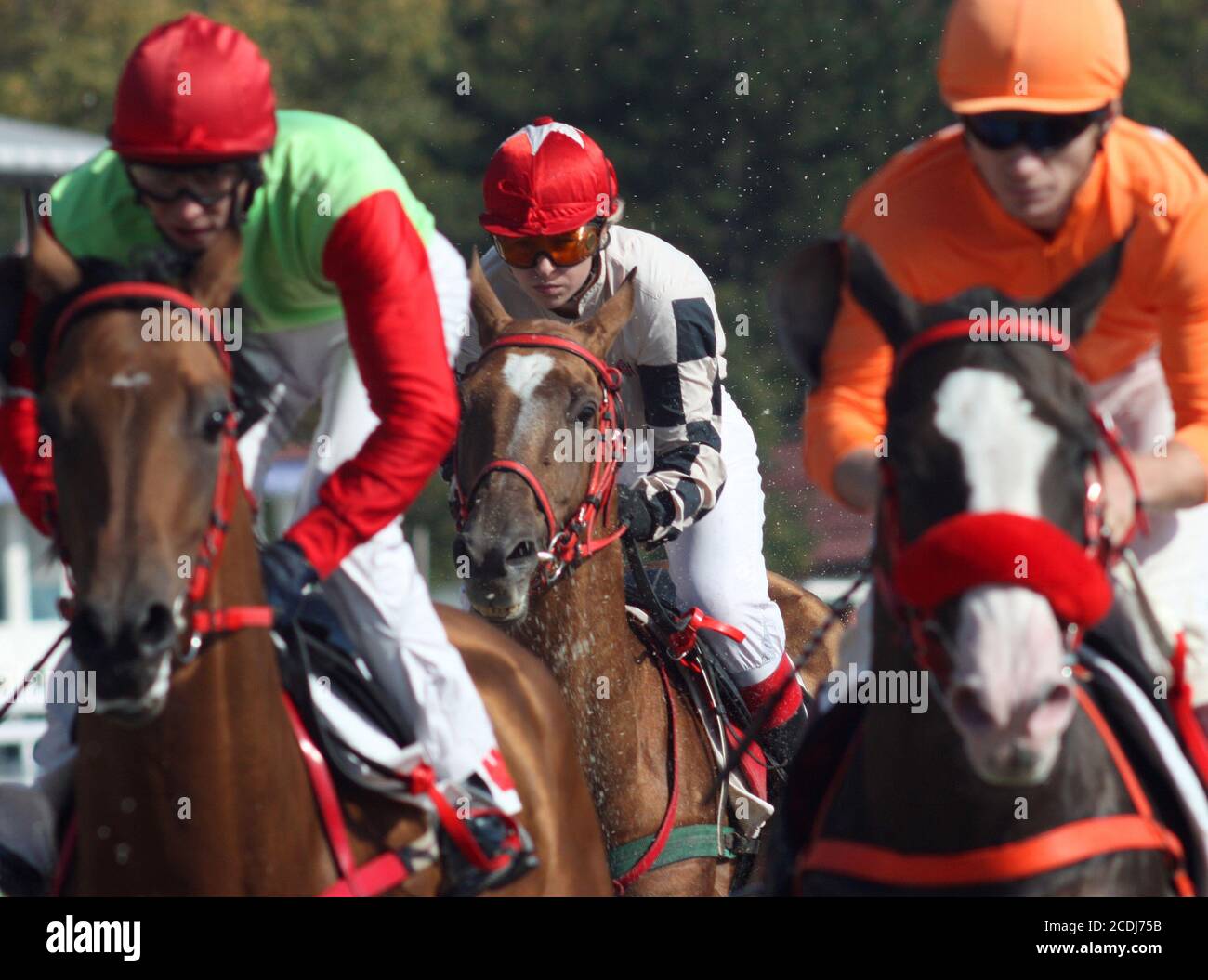 Purebred race hi-res stock photography and images - Alamy