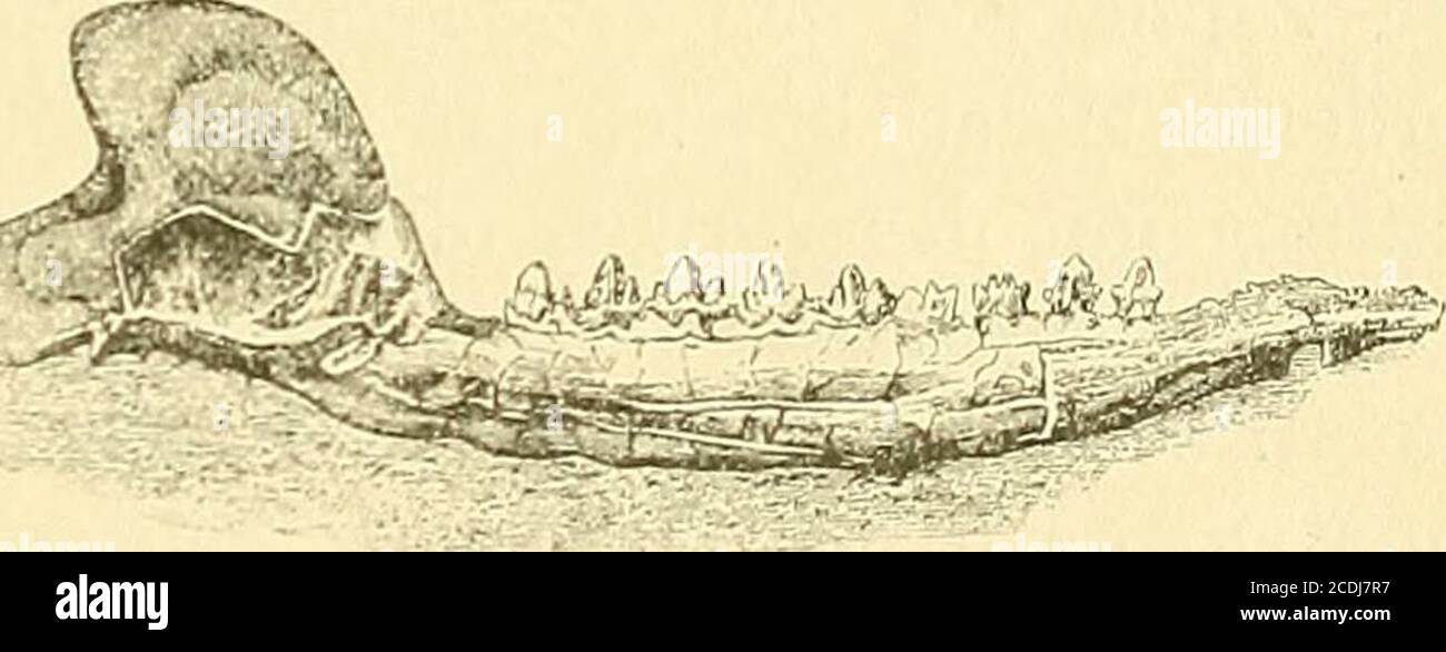 . Handbuch der Palæontologie . Fig. 74. Amphilestes Brorleripi Owen sp. Grosoolith Stonesfield bei Oxford. Linker Unterkieferast a in nat. und 6 in doppelter Grösse von innen (nach Owen). Amphilestes Owen (Amphitherium p. p. Owen). Fig. 74. Unter-kiefer 3. L4, 6. P und M gleich hoch, wenig von einander verschieden.P dreispitzig, die Mittelspitze hoch, die vorderen und hinteren Spitzenschwach, zum Basalband gehörig. M durch kleine Lücken von einandergetrennt, dreispitzig, der innere Basalwulst stark entwickelt und etwasüber die vordere und hintere Nebenspitze vorragend. Gelenkkopf ingleicher Hö Stock Photo