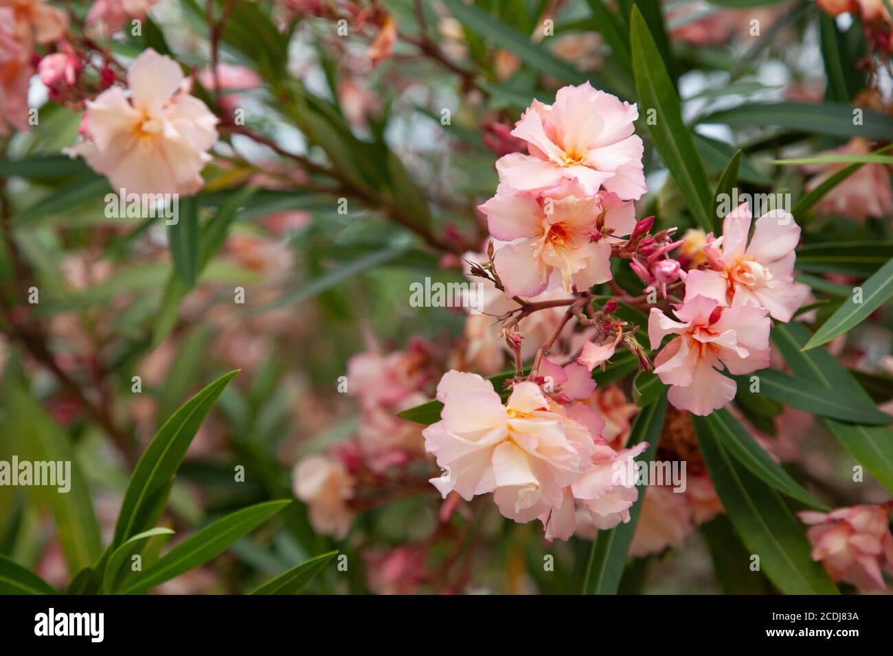 Blooming pink rhododendron. Flower background and close up Stock Photo