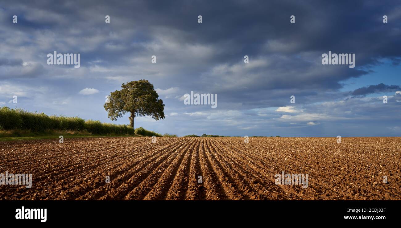 geometric lines of ridges or furrows left behind by cultivations on farmland leading to stormy sky and lone beech tree in a Lincolnshire field Stock Photo