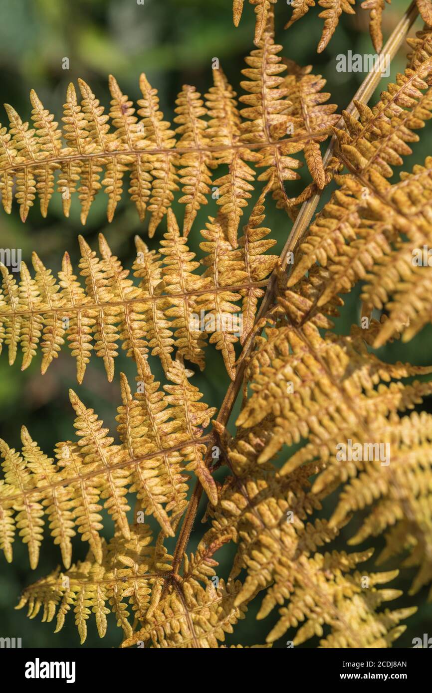 YellowOrange autumnal leaves of a dying fern species. Autumn season