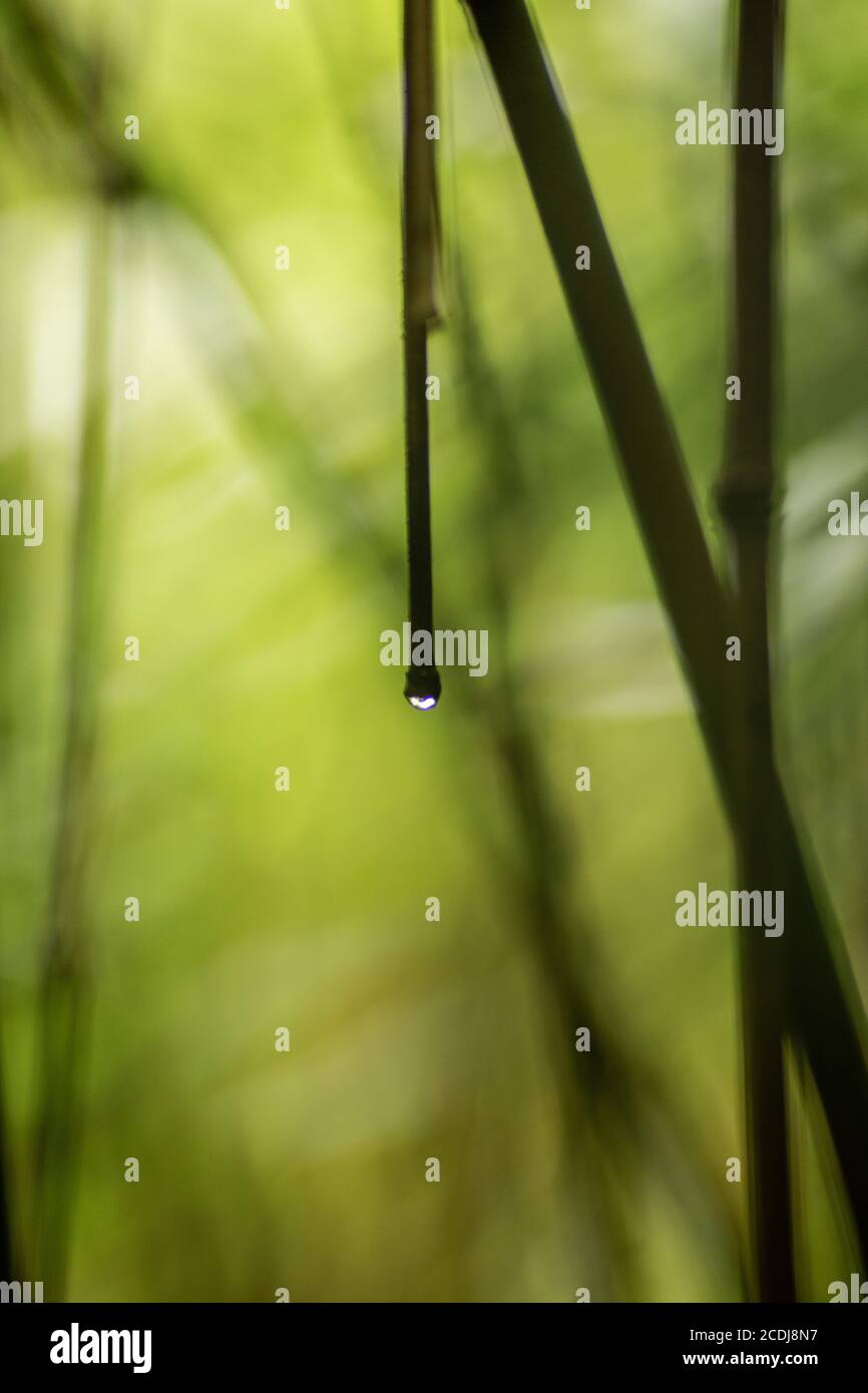 Water Drop on Bamboo Stalk in Bamboo Forest Maui Stock Photo Alamy