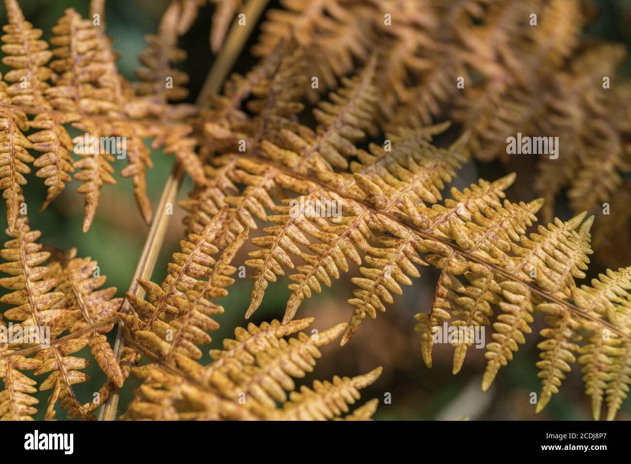YellowOrange autumnal leaves of a dying fern species. Autumn season metaphor, fern leaf texture
