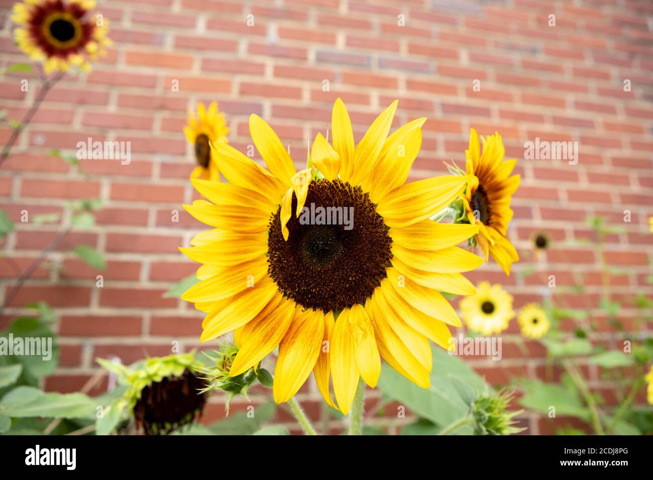 Sunflowers on brick wall in Bryson City North Carolina Stock Photo