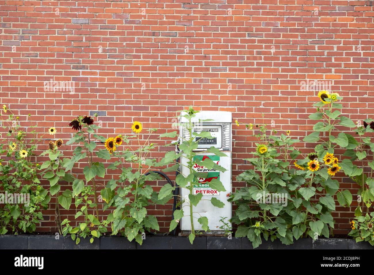 Vintage Gas Pump with sunflowers in Bryson City North Carolina Stock Photo