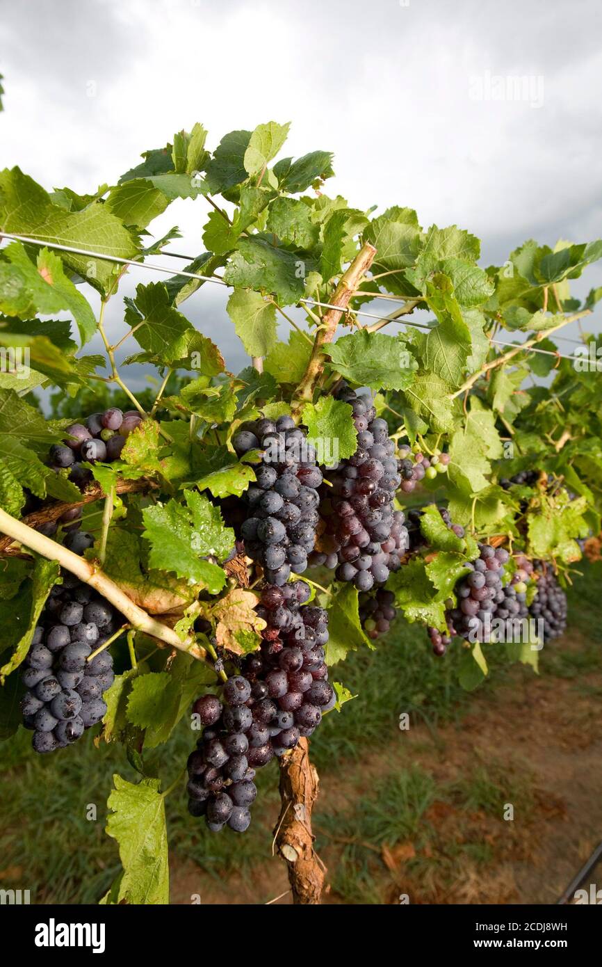 Avola grapes hi-res stock photography and images - Alamy
