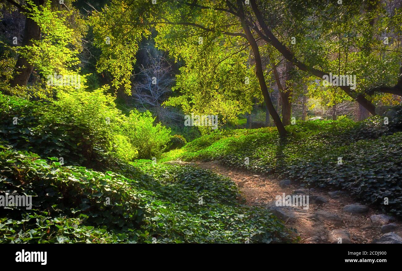 Sunlit path hi-res stock photography and images - Alamy