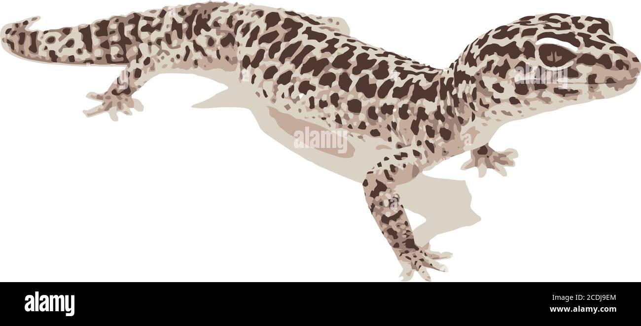 small lizard, chameleon vector illustration Stock Vector