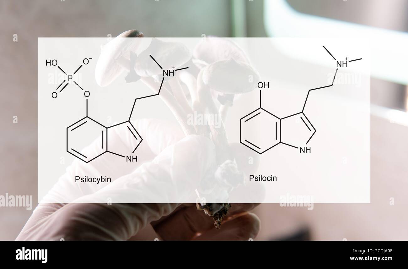 the medical effects of psilocybin and psilocin on the psychological and physical health of people. Legalization of the recreational use of psilocybin Stock Photo