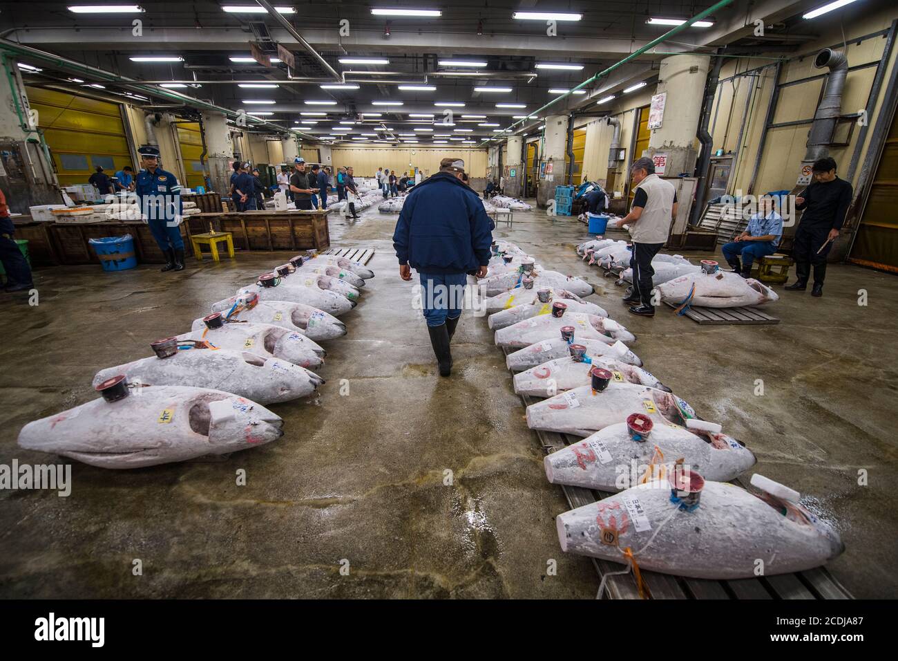 man inspecting tuna at the Tsukiji fish market in Tokyo / Japan Stock ...