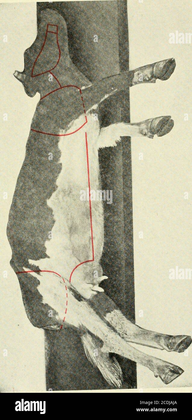 . Veterinary postmortem technic . ommercial value of the hide has to
