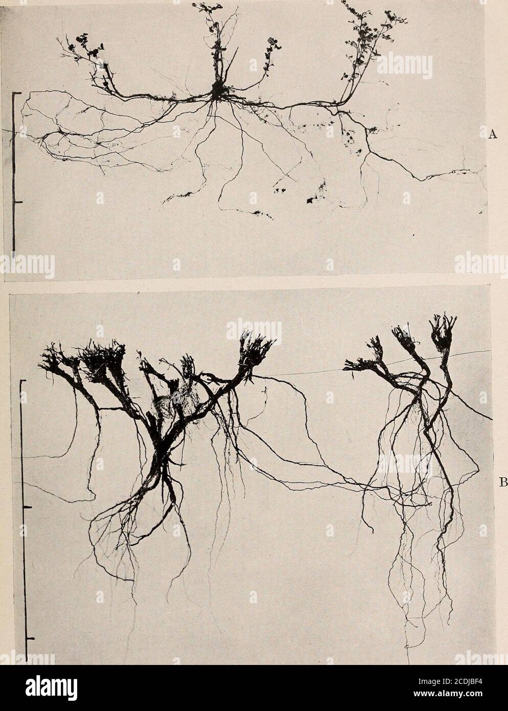 . The ecological relations of roots . PLATE 30 WEAVER. A. Opulaster opulifolius, twelve years old. B. Chrysopsis villosa from the sandhills. Stock Photo